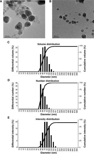 Figure 2 Properties of silver nanoparticles synthesized by Brevibacterium frigoritolerans DC2.Notes: Transmission electron micrograph of silver nanoparticles synthesized by B. frigoritolerans DC2 (A and B). Particles size distribution of silver nanoparticles according to volume (C), number (D), and intensity (E).