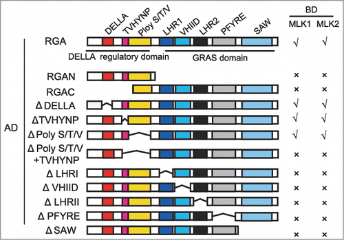 Figure 1. MLK1 and MLK2 interact with different motifs of RGA. Yeast two-hybrid analysis revealed an interaction between MLK1/2 and the different motifs of RGA. Different regions of RGA were indicated. The positive interactions were indicated with √, and the negative interactions were indicated with ×. Δindicated the deletion domain.
