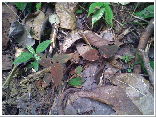 Figure 2. M. bancana seedling. There is evidence of insect herbivory at some of the seedlings based on the damages on the young leaves. The seedlings, however are surrounded by other syntopic green seedlings that stands out among the background.