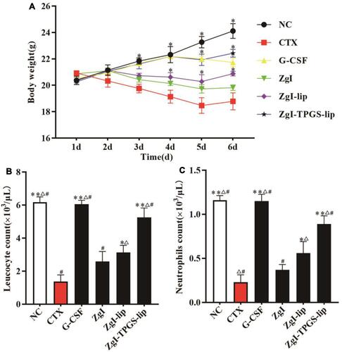 Figure 10 The in vivo treatment of ZgI-TPGS-liposomes on CTX induced myelosuppression. (A). The body weight changes of CTX treated mice after ZgI-TPGS-liposomes treatment. (B). The leucocyte count of CTX treated mice after ZgI-TPGS-liposomes treatment. (C). The neutrophils count of CTX treated mice after ZgI-TPGS-liposomes treatment. Data are presented as mean ± SD from eight independent experiments (vs CXT, *P<0.05, **P<0.05; vs ZgI, ΔP < 0.05; vs ZgI-liposomes, #P < 0.051.).