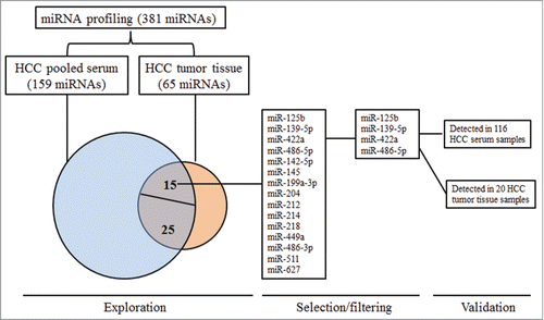 Figure 1. Flow chart of the screening process. TaqMan Real-time PCR microRNA Array (Card A) (Applied Biosystems, CA) representing 381 mature miRNAs was used to identify differentially expressed miRNAs from 10 tumor tissue samples (5 from recurrence group vs. Five from non-recurrence group) and the matched serum samples. Of the 40 miRNAs that differentially expressed (fold2- altered) both in tissue and in serum samples, 15 miRNAs have the same variation tendency. And, 4 of the 15 miRNAs were differentially expressed with a p value below 0.10 between recurrence group and non-recurrence group in tissue samples. Four candidate miRNAs were further validated in 116 independent serum samples and 20 tumor tissues