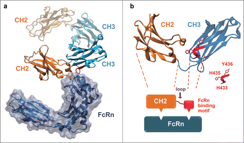 Figure 1. The native-like FcRn binding could be re-built by transplanting a short FcRn binding motif of IgG1 CH3 onto IgG1 CH2 domain. (a) The complex structure of rat FcRn with Fc (PDB entry 1FRT). The Fc CH2 domain was colored in orange and the Fc CH3 domain was colored in cyan. (b) A schematic diagram to describe the in silico design of CH2-CH3 hybrids. One chain of IgG1 Fc dimer compromising one CH2 and one CH3 domain was shown, and the FcRn binding motif in the CH3 domain was colored red. The CH2 domain and the FcRn binding motif of CH3 were joined by a randomized peptide loop. The residues considered to be important for FcRn binding (H433, H435 and Y436) in CH3 were highlighted.