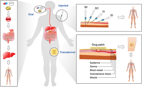 Figure 1. Three strategies for drug delivery. Left: oral administration; from the mouth to the gastrointestinal tract, to the liver, and finally to the vascular system. Top right: injection administration including intramuscular (IM) injection, subcutaneous (SC) injection, intravenous (IV) injection, and intradermal (ID) injection; quickly reaching the vascular system. Bottom right: TDD; transporting locally for a period of time before reaching the vascular system.