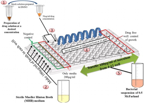 Figure 2. Schematic representation of protocol of CLSI-recommended broth micro-dilution protocol.