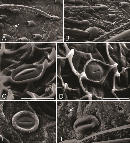 Figure 12. Slit-like cuticular pores representing epidermal gland openings. A, B. Ephebopus cyanognathus West and Marshall, 2000, palpal femur, with urticating setae and one gland opening (marked with an arrow). C, D. Exuvia of juvenile Ephebopus cyanognathus, abdomen. E. Psalmopoeus sp., dorsal side of metatarsus. F. Liphistius sp., a slit sensillum (large) and several gland openings (small, one marked with an arrow). Photo credits: Rainer Foelix. Scale bars: 0.01 mm.