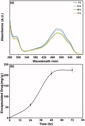 Figure 5. The amount of doxorubicin encapsulated in nanoparticles at different time intervals. (a) UV-Vis spectra of PMSNs after incubation in doxorubicin solution for 0, 24, 48, and 72 h; (b) the amount of doxorubicin encapsulated in the particles at different incubation times.