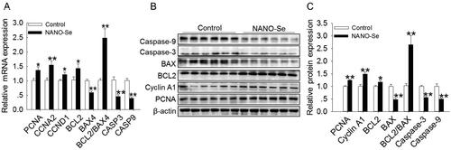 Figure 2. Effects of dietary nanoselenium (NANO-Se) addition on proliferation-related mRNA and protein expressions in the bovine mammary gland. (A) mRNA levels of proliferating cell nuclear antigen (PCNA), cyclin A2 (CCNA2), cyclin D1 (CCND1), B-cell lymphoma 2 (BCL2), BCL2-associated X 4 (BAX4), BCL2/BAX4, Caspase 3 (CASP3) and Caspase 9 (CASP9) in bovine mammary glands treated with NANO-Se (0 and 0.3 mg/kg of Se). GAPDH was used as the reference gene. The relative mRNA expression level of each target gene was standardized to that in the control group. (B) Western blot analysis of PCNA, cyclin A1 (CCNA1), BCL2, BAX, BCL2/BAX, Caspase 3 and Caspase 9 in bovine mammary gland tissues; β-actin was used as the loading control. (C) Mean ± SEM of the immunopositive bands of PCNA, CCNA1, BCL2, BAX, BCL2/BAX, Caspase 3 and Caspase 9. The relative protein expression level of each target protein was standardized to that in the control group. *p < 0.05 and **p < 0.01 versus the control group.