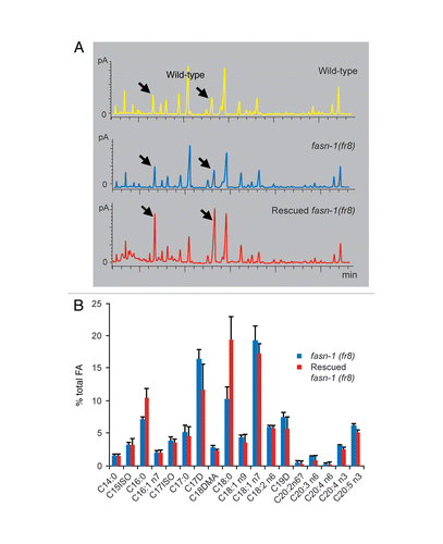 Figure 3 fasn-1 mutants carrying a rescuing extrachromosomal array have an altered FA composition. (A) Gas chromatograms showing the FA composition in wild type worms, as well as rescued fasn-1(fr8);frEx288 worms and their fasn-1(fr8) mutant siblings. Arrows point to the peaks corresponding to C16:0 and C18:0. The FA compositions in wild-type and fasn-1 mutants are comparable suggesting that a decrease in FASN-1 activity does not preferentially affect a specific type of FA. Expression, and presumably overexpresion, of fasn-1 from an extrachromosomal array resulted in an imbalance of FA composition, towards saturated C16 and C18. (B) The graph shows the average levels (with standard deviation) of individual FA species normalized to total FA from analysis of three biological replicates. The difference for C16:0 and C18:0 levels are significant (p = 0.05 and <0.05, respectively, paired Student's t test).