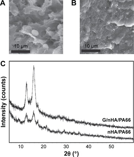 Figure 1 SEM micrographs of nHA/PA66 (A) and G/nHA/PA66 (B) and XRD patterns (C). (Magnification 2000×).Abbreviations: G/nHA/PA66, graphene/nanohydroxyapatite/polyamide66; SEM, scanning electron microscope; XRD, X-ray diffraction; nHA/PA66, nanohydroxyapatite/polyamide66.