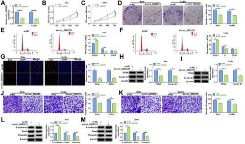 Figure 2 Circ_0003221 silence inhibited cervical cancer cell progression in vitro. SiHa and CaSki cells were transfected with si-NC or si-circ_0003221. (A) The expression of circ_0003221 was examined by qRT-PCR. (B and C) CCK-8 assay was used for detecting cell viability. (D) Colony formation assay was performed to examine the number of colony cells. (E and F) Flow cytometry analysis was used to determine cell cycle distribution. (G) Cell proliferation ability was determined by Edu assay (×200). (H and I) Western blot assay was conducted to analyze the protein expression of PCNA and Cyclin D1. (J and K) Transwell assay was conducted to estimate cell migration and invasion (×100). (L and M) The protein levels of E-cadherin, Snail and Vimentin were determined by Western blot assay. *P<0.05.