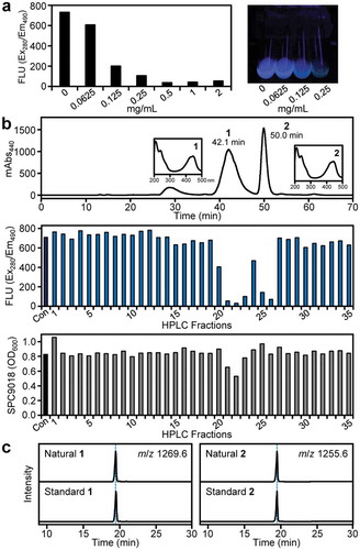 Figure 3. Identification of actinomycins X2 (1) and D (2) as pyoverdine-production inhibitors from Streptomyces sp. RM-32. (a) Inhibitory activity of RM-32 culture extract on pyoverdine production by P. cichorii SPC9018 (left). Test tubes containing P. cichorii SPC9018 cultures under UV352 irradiation are shown as a representative assay image (right). (b) HPLC purification of actinomycins X2 (1) and D (2) (upper). UV spectra of 1 and 2 are also shown as insets. Inhibition of pyoverdine production in P. cichorii SPC9018 by the HPLC fractions (middle). The fluorescence values (Ex280/Em490) from pyoverdines were measured. Effects of the HPLC fractions on P. cichorii SPC9018 growth (lower). Con: control. (c) LC/MS comparison of natural and standard actinomycins X2 (1) (left) and D (2) (right).