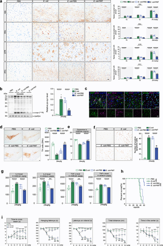 Figure 4. PD-like phenotypes are triggered by E. coli and reversed by FMT in Lrrk2RP/+ mice brain. (a) Representative immunohistochemical images of pα-syn in the 10N, SNc, STR, and PFC of Lrrk2RP/+ PBS, Lrrk2RP/+ E. coli, and Lrrk2RP/+ E. coli-FMT (left), respectively. Quantification used the % area occupied with pα-syn at 15, 18 and 24 wpfg, respectively. (b) Representative immunoblot images of pS129 α-syn in the insoluble fractions of the midbrain in Lrrk2RP/+ PBS, Lrrk2RP/+ E. coli, Lrrk2RP/+ E. coli-PBS, and Lrrk2RP/+ E. coli-FMT at 24 wpfg (left) and quantification (right). (c) Representative images of pα-syn (magenta) with MAP2 (green), GFAP (green), iba-1 (green), or ubiquitin (green) of Lrrk2RP/+ E. coli at 24 wpfg. Co-immunolabeling is represented by the signal in white. Cell nuclei were counterstained with Hoechst. (d) Representative immunohistochemical images of TH+ neurons in SNc in Lrrk2RP/+ PBS, Lrrk2RP/+ E. coli, Lrrk2RP/+ E. coli-PBS and Lrrk2RP/+ E. coli-FMT (left). Quantification of TH immunoreactivity from mice at 24 wpfg, respectively (right). (e) HPLC analysis of dopamine levels in midbrain of Lrrk2RP/+ PBS, Lrrk2RP/+ E. coli, Lrrk2RP/+ E. coli-PBS and Lrrk2RP/+ E. coli-FMT at 24 wpfg. (f) Representative TUNEL staining for cell apoptosis in the SNc of Lrrk2RP/+ PBS, Lrrk2RP/+ E. coli, Lrrk2RP/+ E. coli-PBS and Lrrk2RP/+ E. coli-FMT at 24 wpfg (left) and quantification (right). (g) ELISA analysis for IL-6 and TNF-α level in midbrain and striatum of Lrrk2RP/+ PBS, Lrrk2RP/+ E. coli, Lrrk2RP/+ E. coli-PBS and Lrrk2RP/+ E. coli-FMT at 24 wpfg. (h) Kaplan-Meier survival curves of Lrrk2RP/+ PBS, Lrrk2RP/+ E. coli, Lrrk2RP/+ E. coli-PBS and Lrrk2RP/+ E. coli-FMT. (i) Behavioral analysis of Lrrk2RP/+ PBS, Lrrk2RP/+ E. coli, Lrrk2RP/+ E. coli-PBS and Lrrk2RP/+ E. coli-FMT at 9, 12, 15, 17,18, 21, and 24 wpfg, respectively. Experimental data for (a-i) were obtained from seven independent mice, with similar results obtained. Data are shown as the mean ± SD with p values by two-way (a, i) or one-way (b-g) ANOVA with Tukey’s multiple comparison’s test and log-rank (mantel-cox) test (h). *p < .05, **p < .01, ***p < .001, ****p < .0001(Lrrk2RP/+ PBS versus Lrrk2RP/+ E. coli) (up); #p < .05, ##p < .01, ###p < .001, ####p < .0001 (Lrrk2RP/+ E. coli-PBS versus Lrrk2RP/+ E. coli-FMT) (down) Scale bar, 20 μm (a, c and f), 25 μm (d).