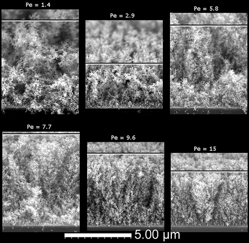Figure 3. SEM cross-sectional images of 15 nm anatase TiO2 films showing the transition from less diffusional to more ballistic deposits with increasing Pe. The horizontal bar roughly denotes the top of each film.