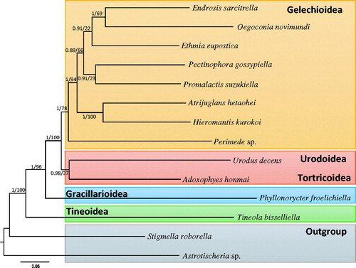 Figure 1. Phylogenetic tree for apoditrysian and ditrysian superfamilies, including Gelechioidea in Lepidoptera. Tree was constructed using nucleotide sequences of 13 protein-coding genes via the Bayesian inference method. The numbers at each node specify Bayesian posterior probabilities percentages by Bayesian inference method (first value) and bootstrap percentages of 1,000 pseudoreplicates by maximum-likelihood method (second value). The scale bar indicates the number of substitutions per site. One species each of Tischerioidea (Astrotischeria sp.) and Nepticuloidea (Stigmella roborella) were included as outgroups. GenBank accession numbers are as follows: Urodus decens, KJ508062 (Timmermans et al. Citation2014); Adoxophyes honmai, DQ073916 (Lee et al. Citation2006); Ethmia eupostica, KJ508047 (Timmermans et al. Citation2014); Perimede sp., KJ508041 (Timmermans et al. Citation2014); Endrosis sarcitrella, KJ508037 (Timmermans et al. Citation2014); Promalactis suzukiella, KM875542 (Park et al. Citation2014); Oegoconia novimundi, KJ508036 (Timmermans et al. Citation2014); Atrijuglans hetaohei, KT581634 (Unpublished); Pectinophora gossypiella, KM225795 (Zhao et al. Citation2016); Tineola bisselliella, KJ508045 (Timmermans et al. Citation2014); Phyllonorycter froelichiella, KJ508048 (Timmermans et al. Citation2014); Astrotischeria sp., KJ508056 (Timmermans et al. Citation2014); and Stigmella roborella, KJ508054 (Timmermans et al. Citation2014).