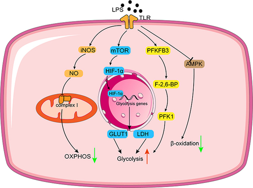Figure 1 Mechanisms of metabolic reprogramming occur in macrophages or DC following LPS-induced sepsis. Red arrows, up regulation; green arrows, down regulation.