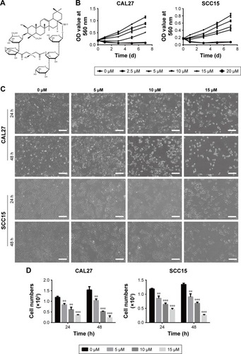 Figure 1 TBMS1 induced proliferation inhibition and morphological change in OSCC cells.