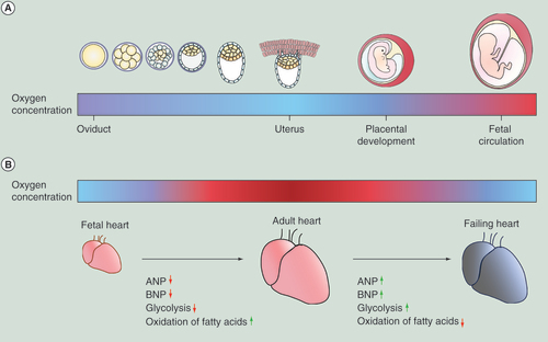 Figure 4.  Oxygen environments in development and disease. (A) Oxygen tension in the oviduct and uterus varies between 2–8%. Oxygen available to the early embryo is limited by diffusion from these tissues. After fertilization in the oviduct the embryo migrates, experiencing a decreasing oxygen gradient, to the uterus [Citation3]. Even after placental development, oxygen conditions are still low as the placenta acts as a barrier to oxygen [Citation75]. It is not until fetal circulation is established that oxygen available to the fetus increases [Citation76]. (B) The different oxygen environments experienced by the fetal, adult and diseased heart. The fetal heart exists in a hypoxic environment [Citation77], with a postnatal transition into a more oxygenated state [Citation78] accompanied by remodeling and changes in gene expression. Many cardiovascular disease states are characterized by hypoxia, and the failing heart possesses a gene expression profile similar in many ways to that of the fetal heart [Citation79–81].