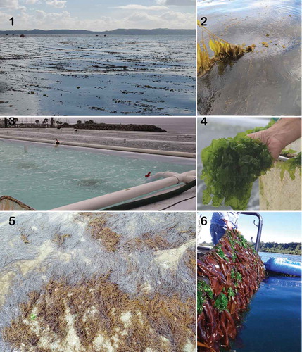 Figs 1–6. Examples of commercial and pilot-scale cultivation of seaweed in Latin America.Figs 1–2. Commercial pilot cultivation of Macrocystis pyrifera in southern Chile with a closeup of M. pyrifera cultivated using the long-line technique (J. Infante).Figs 3–4. Pond cultivation of Ulva spp. at the 300 m2 facilities of the Autonomous University of Baja California with a specimen of cultivated Ulva (K. Navarro).Fig. 5. Bottom cultivation of Agarophyton chilensis in southern Chile (D. Robledo).Fig. 6. Pilot cultivation of Sarcothalia crispata (J. Zamorano).