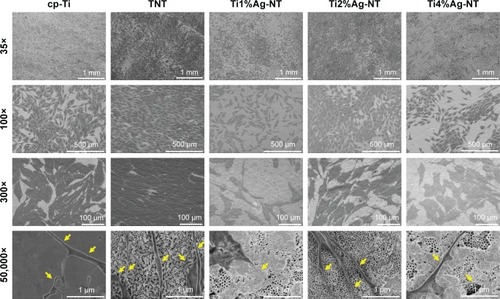 Figure 4 MG63 cell morphology of cp-Ti, TNT, and TiAg-NTs after 1 day of culture.Note: The arrows indicate the filopodia of MG63 cells on each specimen.Abbreviations: cp-Ti, commercially pure Ti; TNT, titanium nanotubes; NT, nanotubes.