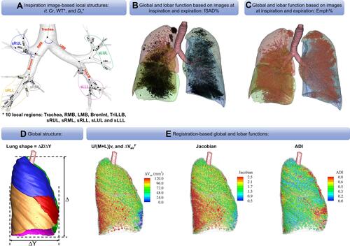 Figure 1 An expanded set of imaging-based metrics. (A) Local structures based on the image at inspiration: θ, Cr, WT*, and Dh*. (B) Global and lobar function based on images at inspiration and expiration: fSAD%. (C) Global and lobar function based on images at inspiration and expiration: Emph%. (D) Global structure. (E) Registration-based global and lobar functions.