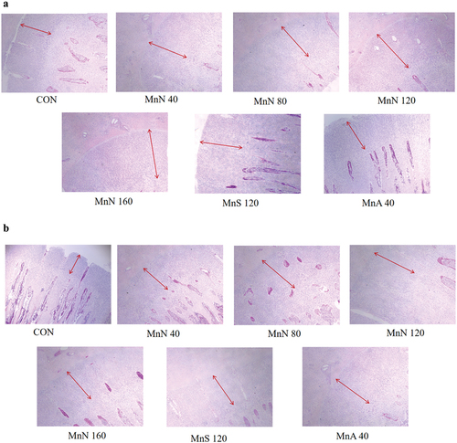 Figure 3. Growth plate morphology on day 21 (a) and 42 (b) (HE staining, 40X). Red lines indicate thickness of growth plate proliferation zone. MnS is MnSO4·H2O; MnN is manganese chelated with a variety of amino acids (including methionine, lysine, threonine, and glutamic acid etc.) from enzymatic hydrolysed soy protein in a 1:1 molar ratio; MnA is chelated with a variety of amino acids from hydrolysed feather meal.