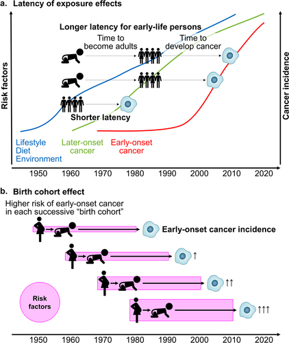 Figure 3. Simplified schemes illustrating factors related to the rising incidence of early-onset cancers.