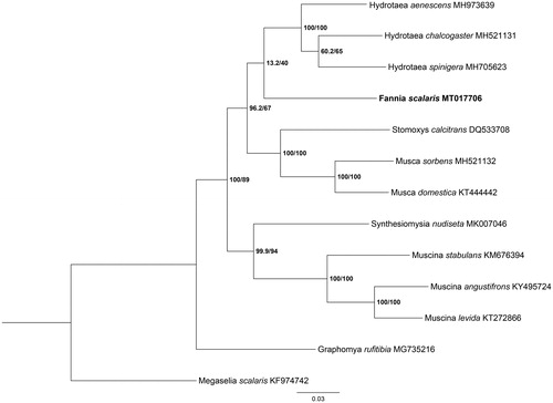 Figure 1. Phylogenetic tree of F. scalaris with 11 Muscidae species was constructed using maximum likelihood (ML) method based on the 13 PCGs. Megaselia scalaris was selected as an outgroup.