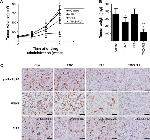 Figure 6 FLT sensitizes glioma cells to TMZ-induced tumor growth inhibition in murine subcutaneous xenograft model.