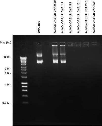 Figure 2 Gel retardation assay of AuNCs-DAB-Lf-DNA complex at various AuNCs-DAB-Lf: DNA weight ratios (0.5:1, 1:1, 5:1, 10:1, 20:1, 40:1) (control: DNA only).
