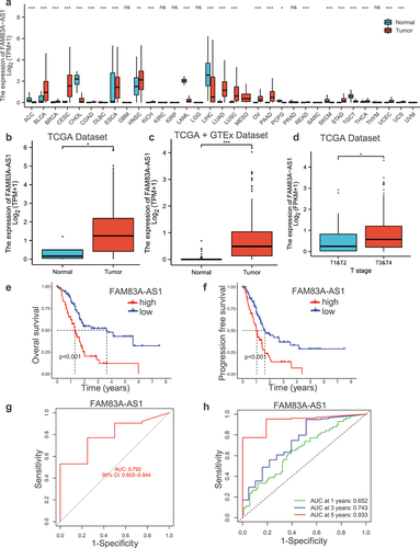 Figure 1. The expression and prognosis of FAM83A-AS1 in human pancreatic cancer.