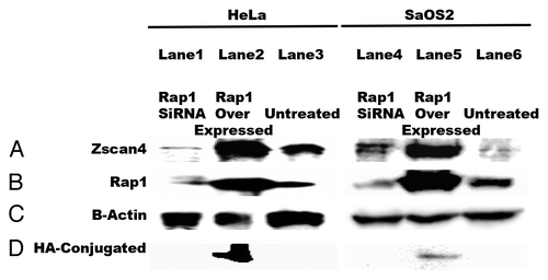 Figure 5. Zscan4 expression in cancer cells is dependent on Rap1. Either transfecting with Rap1 siRNA knockdown or overexpressing Rap1 with the addition of Rap1-HA modulated Zscan4 expression in cancer cells. (A) When Rap1 siRNA knockdown was performed, Zscan4 levels decreased. In contrast, Zscan4 levels increased when Rap1-HA (overexpression) was transfected. (B) Transfection efficiency was confirmed by western blot with anti-Rap1antibody. Cancer cells transfected with Rap1 siRNA had no detectable Rap1 signal, but cancer cell expression in cultures transfected with the Rap1-HA had significantly upregulated Zscan4 expression compared with untreated. (C) β-actin was used as the loading control. (D) HA signal was only detected in the overexpressed Rap1-HA lysates.