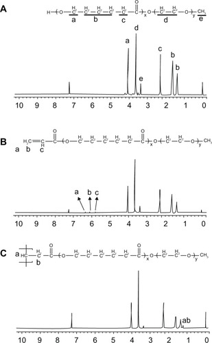 Figure 4 1H-NMR spectra of (A) MPEG-PCL copolymer, (B) AMPEG-PCL copolymer, and (C) SSMPEG-PCL copolymer. (A) The peaks at 1.40, 1.65, 2.32, and 4.06 ppm were assigned to the methylene protons of ¯(CH2)3¯, ¯OCCH2¯ and ¯CH2COŌ in the PCL units, respectively. The sharp peak at 3.65 ppm was attributed to the methylene protons of ¯CH2CH2Ō in the MPEG units in the block copolymer. The very weak peak at 3.38 was attributed to the methyl protons of ¯CH3 in the MPEG units; (B) AMPEG-PCL copolymers exhibited distinct resonance signals a, b, and c compared with the 1H-NMR spectrum of the MPEG-PCL copolymer. The peaks at a, b, and c were the three hydrogens of CH2=CH̄. This indicated that AMPEG-PCL was prepared successfully. Second, AMPEG-PCL was self-assembled into AMPEG-PCL micelles; (C) Then AMPEG-PCL micelles polymerized into SSMPEG-PCL micelles, using K2S2O8 as initiator.Notes: The peaks of (CH2·CH̄) were not present in this spectrum. The absence of (CH2·CH̄) strongly demonstrated the exact linkage structures between double bonds, and this indicated that SSMPEG-PCL was successfully prepared.Abbreviations: 1H-NMR, proton nuclear magnetic resonance; MPEG-PCL, monomethoxy poly (ethylene glycol)-poly(å-caprolactone); AMPEG-PCL, acrylated MPEG-PLC; SSMPEG-PCL, star-shaped MPEG-PCL; PCL, poly(å-caprolactone); MPEG, monomethoxy poly (ethylene glycol).