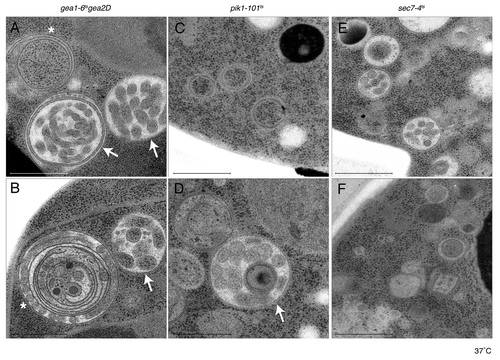 Figure 1. pik1–101ts cells accumulate structures observed in either sec7–4ts or gea1–6ts∆gea2. Samples from gea1–6ts∆gea2 (panel A+B), pik1–101ts (panel C+D) and sec7–4ts (panel E+F) were prepared for electron microscopy by high-pressure freezing. Both pik1–101ts (C) and sec7–4ts (E-F) preferentially accumulate Berkeley bodies. The larger membrane structures accumulating in gea1–6ts∆gea2 (A-B) are occasionally also found in pik1–101ts (D). These structures can be sorted into two categories, either multi-layered ring-like structures (asterisk) or multi-lamellar structures (arrow). Bar = 500 nm.