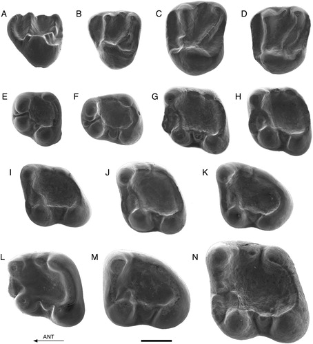 FIGURE 2. A–K, Palaeosciurus feignouxi from Kılçak 0, 0”, and 3a. A, Ki0"-1, D4 (reversed); B, Ki0"-2, P4; C, Ki3a-5, M1/2; D, Ki0-1, M1/2 (reversed); E, Ki3a-11, p4; F, Ki3a-13, p4 (reversed); G, Ki3a-19, m1; H, Ki3a-16, m1; I, Ki0"-7, m2 (reversed); J, Ki3a-22, m2; K, Ki3a-25, m3 (reversed). L–M, Palaeosciurus cf. sutteri from Kaplangı 1. L, Kap1-101, m1; M, Kap1-103, m3. N, Dehmisciurus obtusidens from Harami 3. Har3-1, m2 (reversed). Scale bar equals 1 mm.