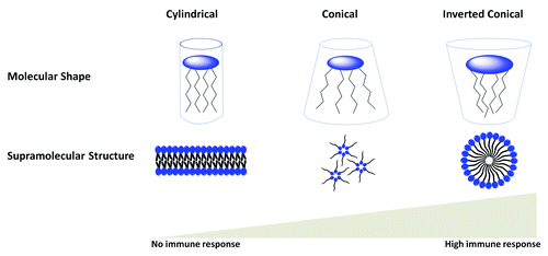 Figure 11. The correlation between supramolecular structures of lipidic chain of Lipid A (from different origins) and their effect on biological activity.