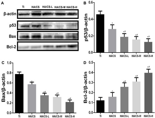 Figure 8 PAC inhibit p53 pathway in the H2O2-induced apoptosis.Notes: (A): Western blot analysis of p53, Bax, and Bcl-2 in MC3T3-E1 cells post-treatment of H2O2 and PAC; (B, C & D): Percentage of p53, Bax, Bcl-2 in MC3T3-E1 cells post-treatment of H2O2 and PAC; Data are expressed as mean ± SD (n=3). *A statistical significance compared to the Ti group (P<0.05). #A statistical significance compared to the HA/CS multilayer group (P<0.05).Abbreviations: CS, chitosan; HA, hyaluronic acid; HA/CS-H, proanthocyanidins-high dose; HA/CS-L, proanthocyanidins-low dose; HA/CS-M, proanthocyanidins-middle dose.