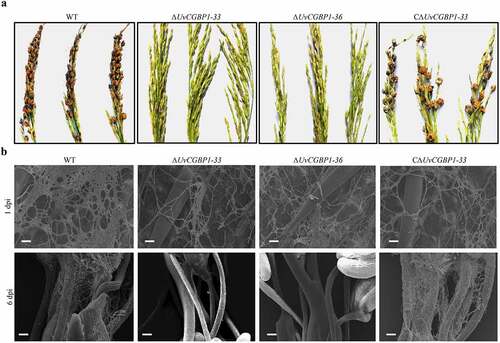 Figure 3. UvCGBP1 is important for invasive growth and virulence. (a) Virulence assays of the WT, ΔUvCGBP1-33, ΔUvCGBP1-36 and CΔUvCGBP1-33 strains on rice spikelets at 21 dpi. (b) Infection observation in inoculated rice spikelets at 1 and 6 dpi by SEM. Scale bars = 20 μm (1 dpi) and 100 μm (6 dpi)