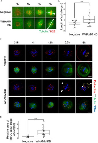 Figure 3. Knockdown of WHAMM impairs formation of normal length spindle, localization of the MTOC, and chromosome alignment during early spindle formation. (a) Time-lapse microscopy of maturing control (Negative) and WHAMM-knockdown oocytes. Spindles or chromatin were visualized upon injection of Complementary RNA (cRNA) encoding alpha-tubulin-GFP (green) or H2B-mCherry (Schmitt and Nebreda), respectively. The length of the spindles 5 h after meiotic resumption is marked with a white line. Scale bar: 10 μm. (b) The length of the spindle was determined by quantifying the distance between the two spindle poles in control and WHAMM KD oocytes. n values are indicated. Boxes show interquartile range; whiskers show 1.5x the interquartile range; the line represents the median. ***P < 0.001. (c) WHAMM dsRNA and control dsRNA-injected oocytes were sampled at 3.5, 4, 4.5, 5.5, and 6 h after meiotic resumption. Co-staining of the MTOC using the anti-pericentrin antibody, meiotic spindles, and chromosomes is represented. Localization of pericentrin was impaired and failed to accumulate at spindle poles in WHAMM KD oocytes, as indicated by the arrow. Defective spindle morphology and chromosome alignment in WHAMM KD oocytes are shown. Blue, DNA; red, pericentrin; green, alpha-tubulin. Scale bar: 10 μm. (d) Relative area of MTOC at MI stage oocytes injected by WHAMM dsRNA or control dsRNA. MTOC was stained by the anti-pericentrin antibody. The area of pericentrin was increased in WHAMM KD oocytes than that of the negative control group, as indicated by the arrow. Boxes show interquartile range; whiskers show 1.5x the interquartile range; the line represents the median. ***P < 0.001