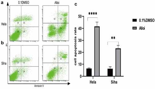 Figure 4. Alloi induced apoptosis in HeLa and SiHa cells. (a, b) The apoptosis rate of HeLa and SiHa cells was detected by flow cytometry. (c) Data are expressed as the mean ± SD of independent experiments, n = 3, and statistical analysis was performed using ‘one-way analysis of variance’ ***p < 0.01 vs. control (untreated cells). Alloi, Alloimperatorin; ROS, reactive oxygen species; DMSO, dimethyl sulfoxide; NAC, N-acetyl-L-cysteine.