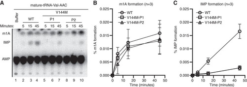 FIG 4 Individuals homozygous for the ADAT3-V144M mutation exhibit defects in adenosine deaminase activity. (A) Representative time course assay of adenosine deaminase activity using human cellular extracts and mature tRNA-Val-AAC from 5 to 45 min. (B and C) Quantification of m1A or IMP formation as a function of time for the indicated cellular extracts prepared from human LCLs. Percent m1A or IMP formation represents either the m1A/AMP+m1A+IMP or the IMP/AMP+m1A+IMP signal (n = 3).