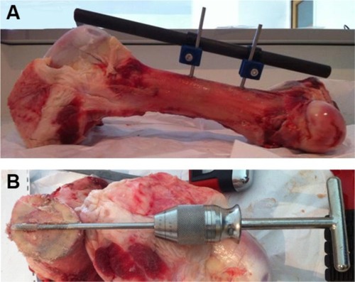 Figure 5 Illustrations of the mechanical test performed.Notes: (A) Image of a unilateral fixator assembly performed on a cow femur. (B) Visualization of the insertion of the pin into the bone on a horizontal section.