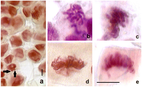 Figure 1. Micronuclei and chromosomal abnormalities in Al2O3 NP (5, 25 and 50 mg ml–1) treated wheat roots after 96 h. (a) Micronuclei in the 5 mg ml–1 (arrows) treatment; (b) C-mitosis in the 25 mg ml–1 treatment; (b) stickiness in the 25 mg ml–1 treatment; (c) monopolar metaphase in the 25 mg ml–1 treatment; (d) monopolar metaphase in the 50 mg ml–1 treatment. Scale bar = 10 μm.