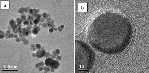 FIG. 3 Transmission electron microscope images of (a) magnetite and (b) co-polymer-coated magnetic nanocomposite particles.