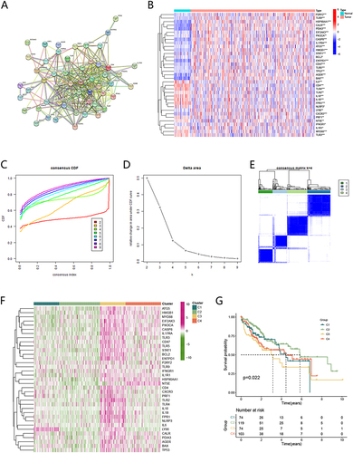 Figure 2 Identification and prognostic evaluation of four subtypes based on ICDRGs in HCC. (A) The PPI network of ICDRGs. (B) The heatmap of differential gene expression between tumor and normal tissues. (C) Consensus clustering cumulative distribution function (CDF) for k = 2 to 9. (D) Relative change in the area under the CDF curve for k = 2 to 9. (E) HCC patients in the TCGA cohort were divided into four distinct clusters when k = 4. (F) The expression of ICDRGs expression in four subtypes (G) K-M survival analysis of the OS status of HCC patients in four ICDRGs subtypes.