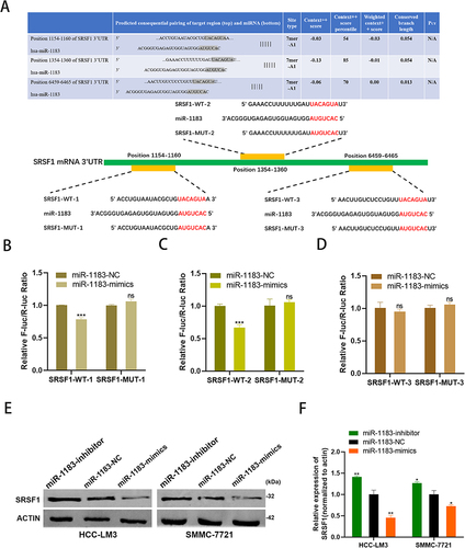 Figure 4 SRSF1 is a direct target of miR-1183. (A) Putative complementary site within miR-1183 and SRSF1 predicted by bioinformatics analysis (TargetScan).(B–D) Three binding sites between miR-1183 and SRSF1 were used to conduct luciferase reporter assay. (E and F) Representative Western blot and quantification of SRSF1 in HCC-LM3 and SMMC-7721 cells with different treatment, β-actin was used as a control. *p < 0.05; **p < 0.01; ***p < 0.001.