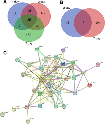 Figure 1 Venn diagram of DEGs and protein–protein interaction network. (A) Upregulated genes of DEGs common to all three infarct groups. (B) Downregulated genes of DEGs common to all three infarct groups. (C) Protein–protein interaction network constituted with the DEGs.