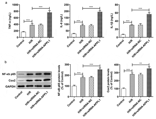 Figure 4. APPL1 knockdown aggravated hypoxia/reperfusion-induced inflammation in H9C2 cells. (a) The production of inflammatory cytokines including TNF-α, IL-1β and IL-6 was quantified with corresponding ELISA kit. (b) The expression levels of NF-κb p65 and Cox2 were determined by western blotting. Error bars represent the mean ± SEM from three independent experiments. **P < 0.01, ***P < 0.001