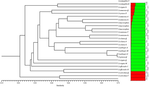Figure 2. Dendrogram of Salvia ecotypes/species based on CoRAP data using the neighbour-joining (NJ) method and their corresponding structure (K = 2) analysis.