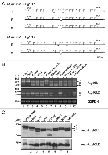 Figure 2. Alternative splicing variants of Atg16L2. (A) Alternative splicing of Atg16L1 mRNA and Atg16L2 mRNA. The 19 exons of Atg16L1 and 18 exons of Atg16L2 are indicated by numbers above the line representing Atg16L1 and Atg16L2, respectively. Alternatively spliced exons are indicated by broken lines. The positions of the primers (within exons 6 and 10 for Atg16L1 and exons 7 and 10 for Atg16L2) used in B are indicated by arrows. (B) RT-PCR analysis of Atg16L1 and Atg16L2 expression in various mouse tissues and on embryonic day 7, 11, 15 and 17 (upper two panels). RT-PCR analysis of glyceraldehyde-3-phosphate dehydrogenase (G3PDH) expression was also performed (bottom panel) to ensure that equivalent amounts of first-strand cDNA were used. Sequence analysis showed that the additional bands around 400 bp in the top panel were artifacts of Atg16L1γ bands. The size of the molecular weight markers (bp, base pair) is shown at the left. (C) Expression of Atg16L1 and Atg16L2 protein in various mouse tissues. Mouse tissue lysates indicated (50 μg) were subjected to 7.5% SDS-PAGE followed by immunoblotting with anti-Atg16L1 antibody (top panel) and anti-Atg16L2 antibody (bottom panel). Atg16L2 protein was expressed ubiquitously, the same as Atg16L1. The size of the molecular mass markers (in kDa) is shown at the left.