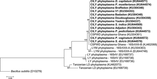 Fig. 3 Phylogenetic tree based on the secA sequences of the CILY phytoplasma and selected 16Sr phytoplasma groups. CILY: Côte d’Ivoire lethal yellowing; V1: Palmindustrie V1; CSPWD: Cape St. Paul Wilt; LYM: Lethal Yellowing – Mozambique; LD: Lethal Decline. Ribosomal group/subgroup when available are reported before the GenBank accession numbers in parentheses.